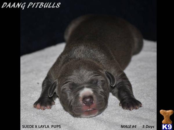 Puppies in TX