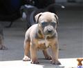 American Pit Bull