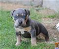 American Pit Bull
