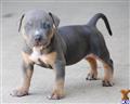 American Pit Bull