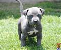 American Pit Bull