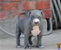 American Pit Bull