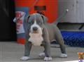 American Pit Bull