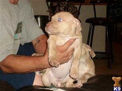 American Pit Bull Puppies in FL