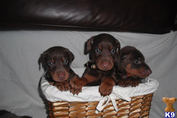 Doberman Pinscher Puppies in TX