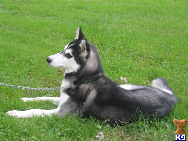 Dogs for Sale in PA