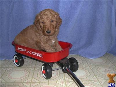 Puppies in OH