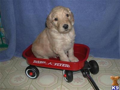 Puppies in OH