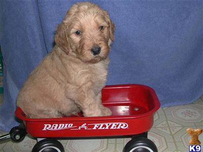 Puppies in OH