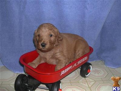 Puppies in OH
