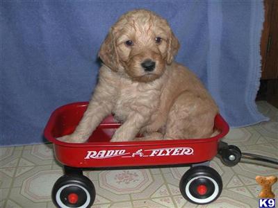 Puppies in OH