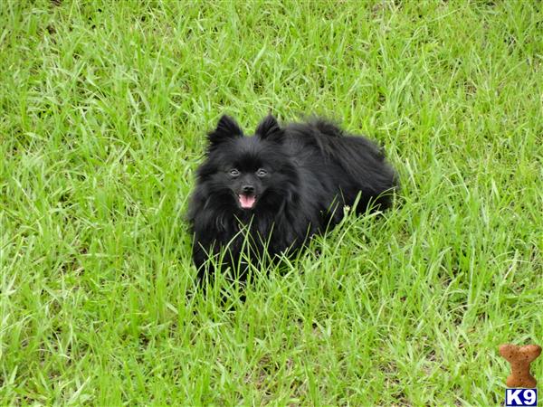 Stud Dogs - Pomeranian
