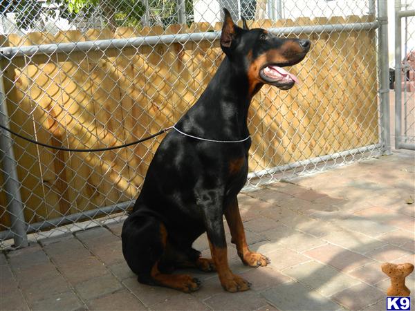 Stud Dogs - Doberman Pinscher