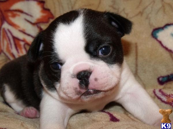 Puppies in LA