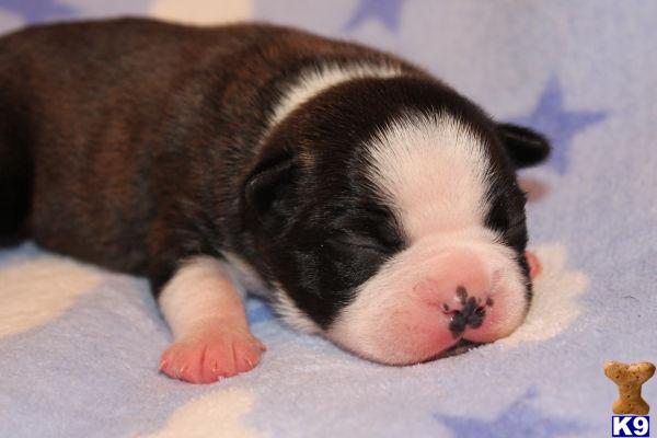 Puppies in LA