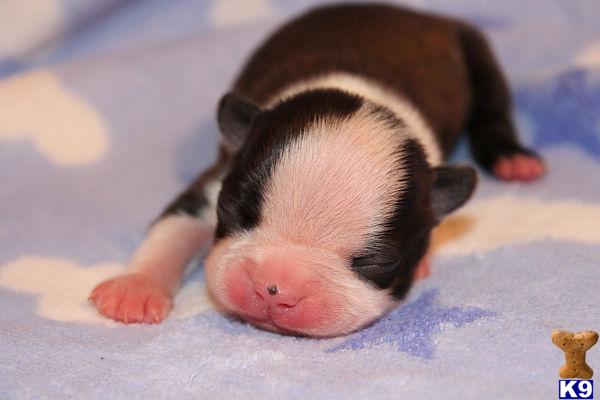 Puppies in LA