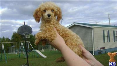 Dogs for Sale in KY