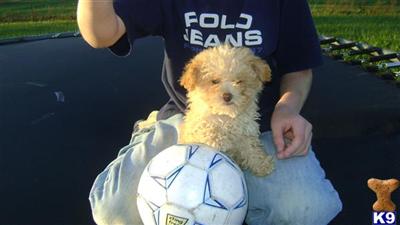 Puppies for Sale