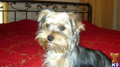Puppies for Sale