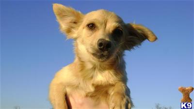 Puppies for Sale