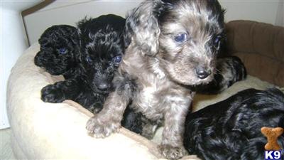 Puppies in KY