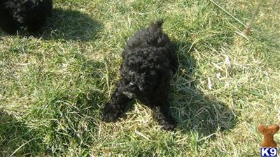 Cockapoos Puppies for Sale
