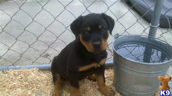 Puppies in South gate