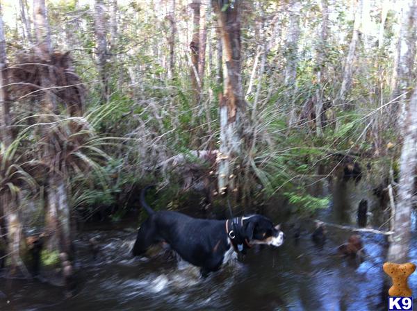 Stud Dogs - Catahoula