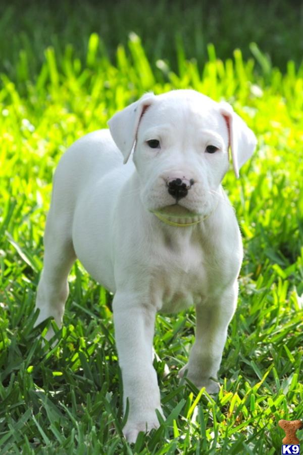 Puppies in FL