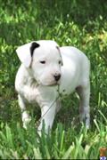 Dogo Argentino