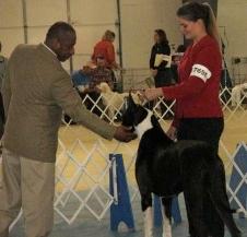 Great Dane Puppies in TX