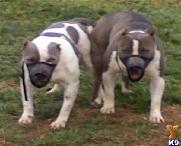 Puppies in Monroe