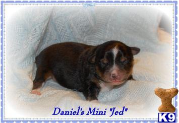 Miniature Australian Shepherd Puppies for Sale