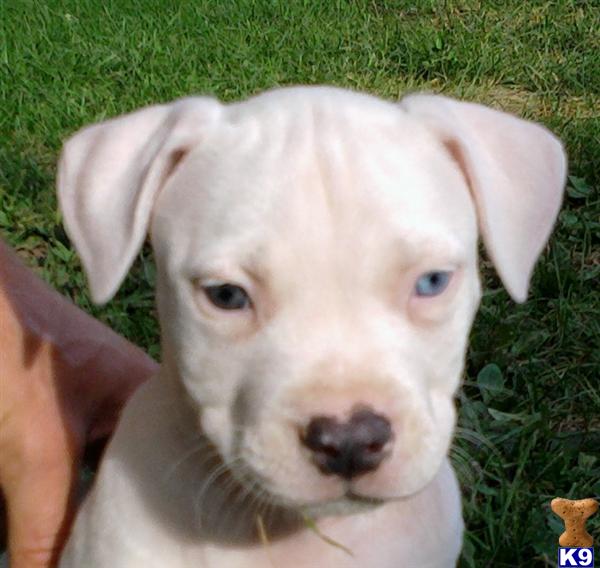 all white pitbull puppies american pit bull puppy for sale all white american pitbull puppies 4 years all white pitbull puppies american pit bull puppy for sale all white american pitbull puppies 4 years