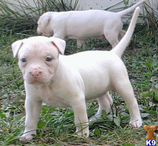all white pitbull puppies for sale american pit bull puppy for sale all white american pitbull puppies 4 years all white pitbull puppies for sale american pit bull puppy for sale all white american pitbull puppies 4 years