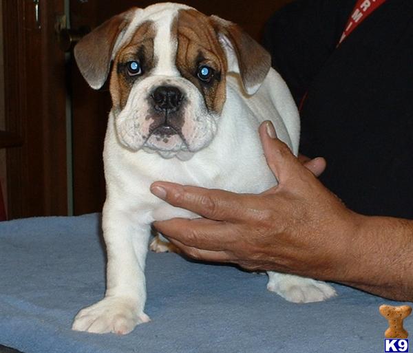 english bulldog puppies for free. English Bulldog Puppies