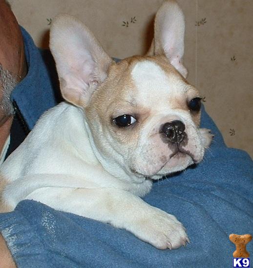 English Bulldog Puppies