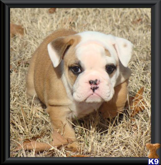 English Bulldog Puppies
