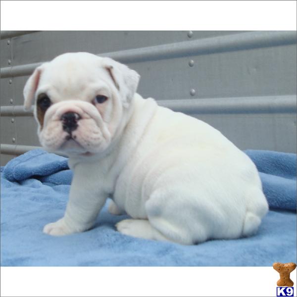 English Bulldog Puppies