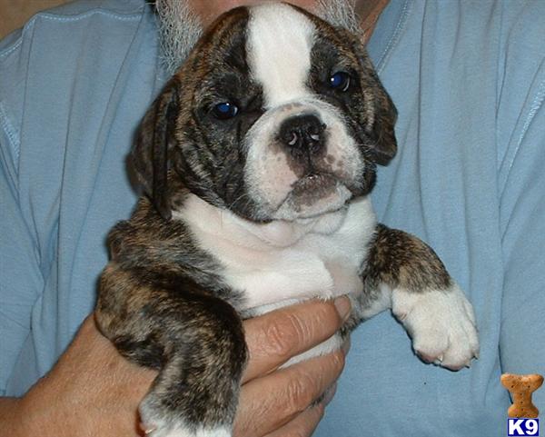 Puppies in IL