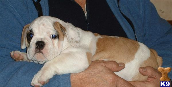 Puppies in IL