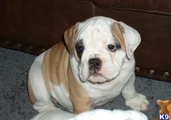 English Bulldog Puppies