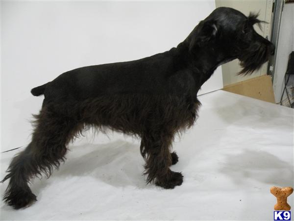 Miniature Schnauzer Puppies