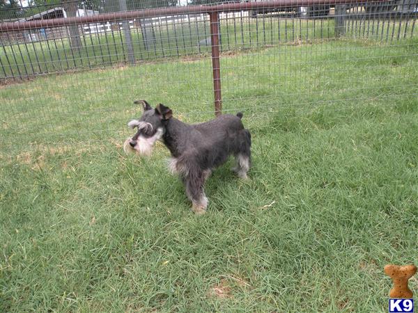 Dogs for Sale in TX