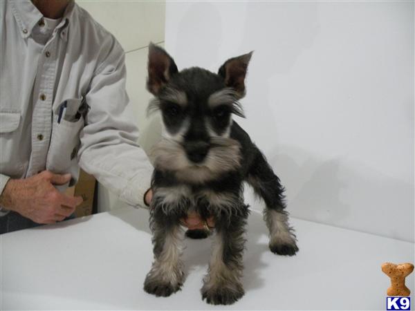 Miniature Schnauzer Puppies