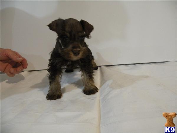 Puppies in Decatur