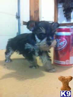Miniature Schnauzer Puppies in TX