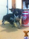 Miniature Schnauzer