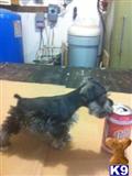 Miniature Schnauzer