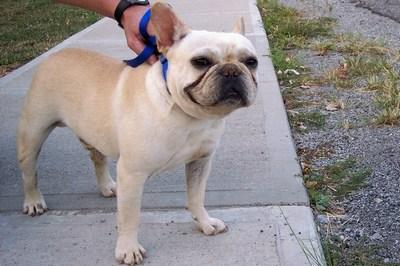 Dogs for Sale in KY
